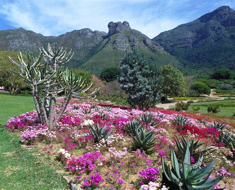    Kirstenbosch National Botanical Garden: 緑豊かな南アフリカの宝石、そして、花と植物愛好家の楽園！