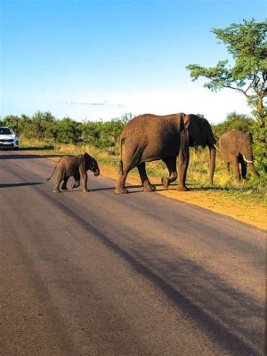  クルーガー国立公園、広大なサバンナと野生動物の楽園！